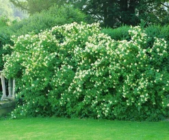 Smultronschersmin 'Mont Blanc' Krukodlad