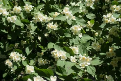 Smultronschersmin 'Mont Blanc' D:9-11cm Krukodlad