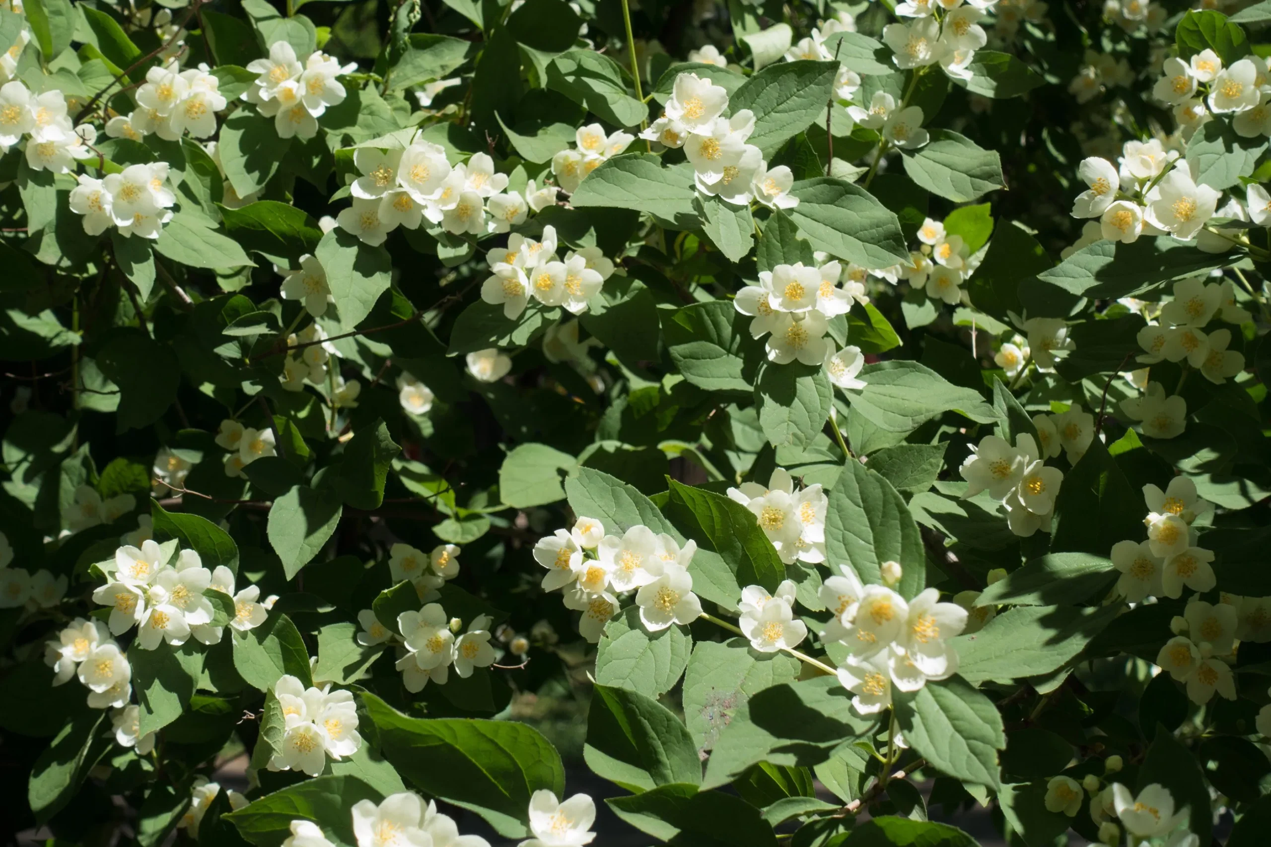 Smultronschersmin 'Mont Blanc' D:9-11cm Krukodlad