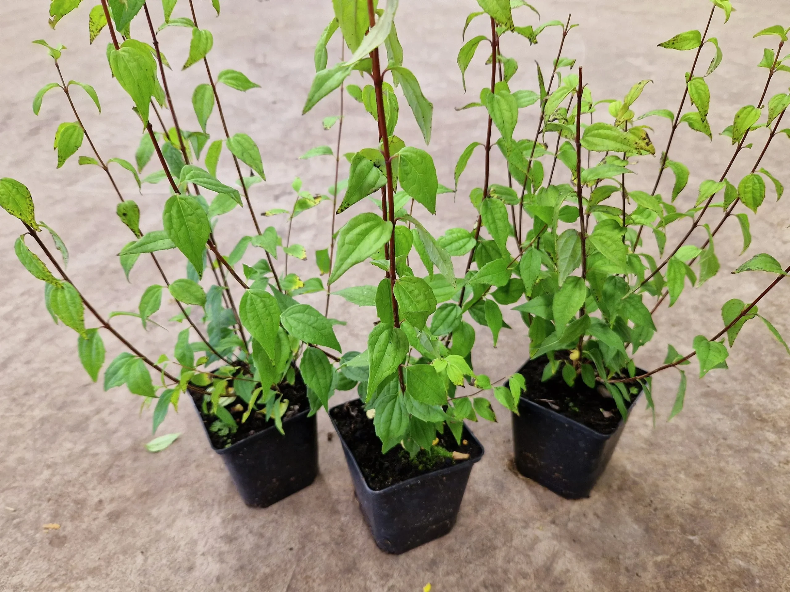 Smultronschersmin 'Mont Blanc' D:9-11cm Krukodlad