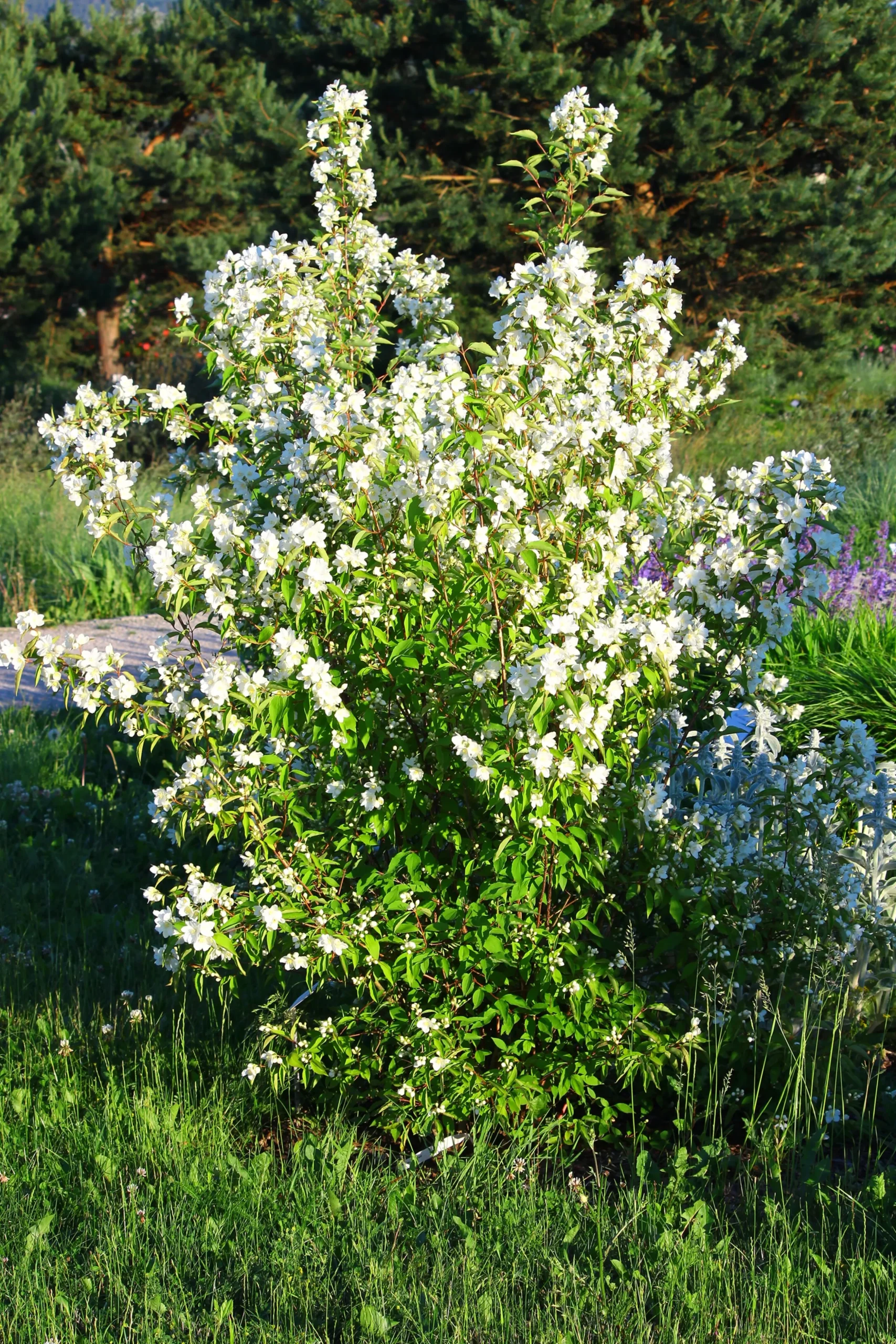 Smultronschersmin 'Mont Blanc' D:9-11cm Krukodlad