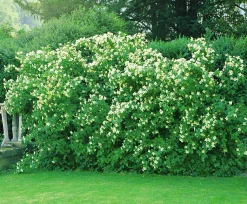 Smultronschersmin 'Mont Blanc' D:9-11cm Krukodlad
