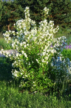 Smultronschersmin 'Mont Blanc' Barrotad