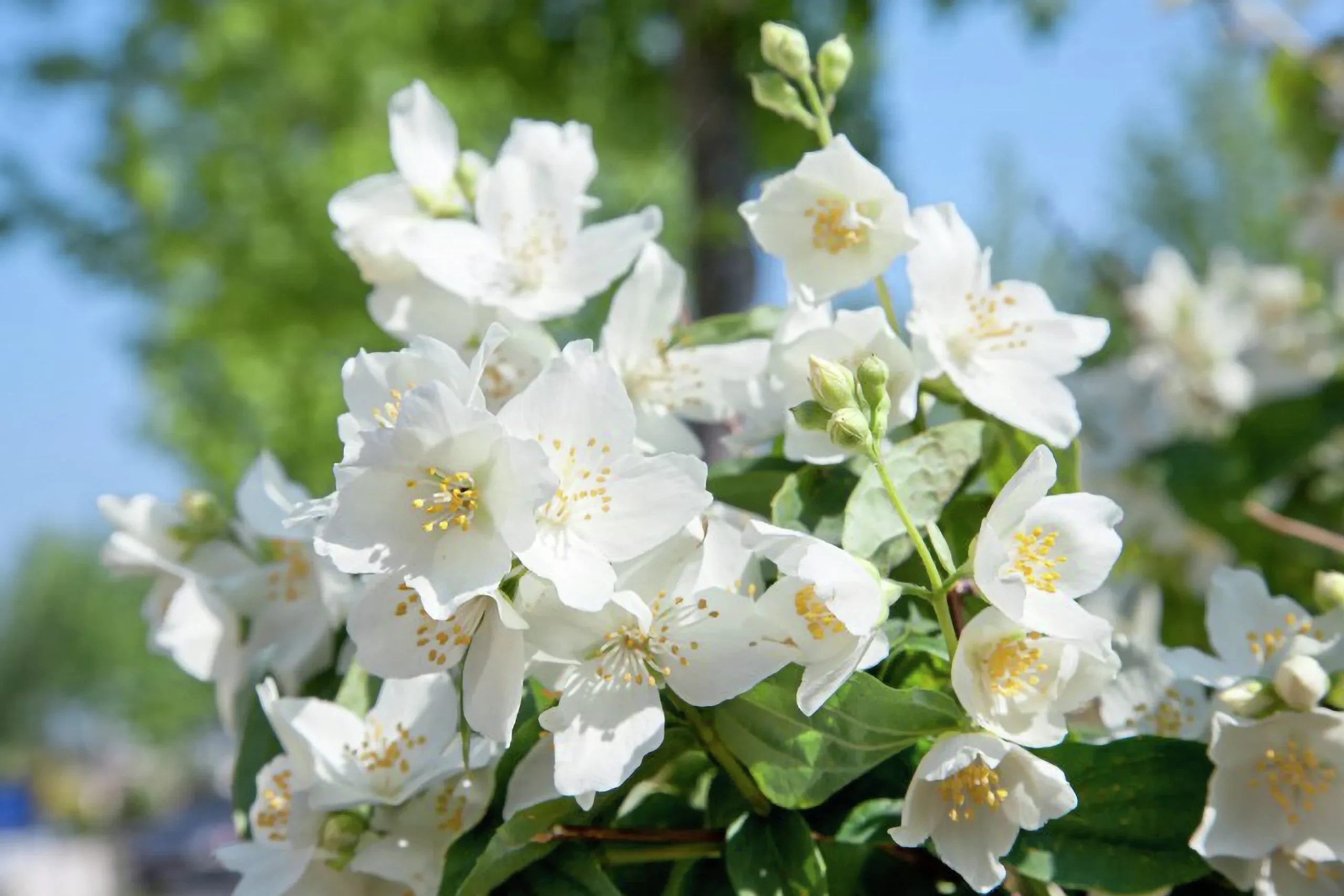 Smultronschersmin 'Mont Blanc' Barrotad