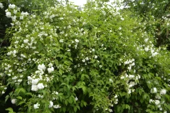 Smultronschersmin 'Mont Blanc' Barrotad