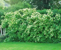 Smultronschersmin 'Mont Blanc' Goliath Barrotad