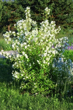 Smultronschersmin 'Mont Blanc' Goliath Barrotad