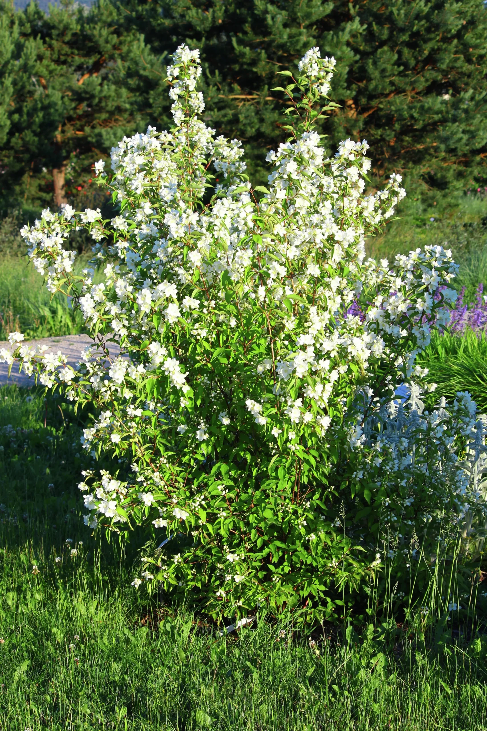Smultronschersmin 'Mont Blanc' Goliath Barrotad