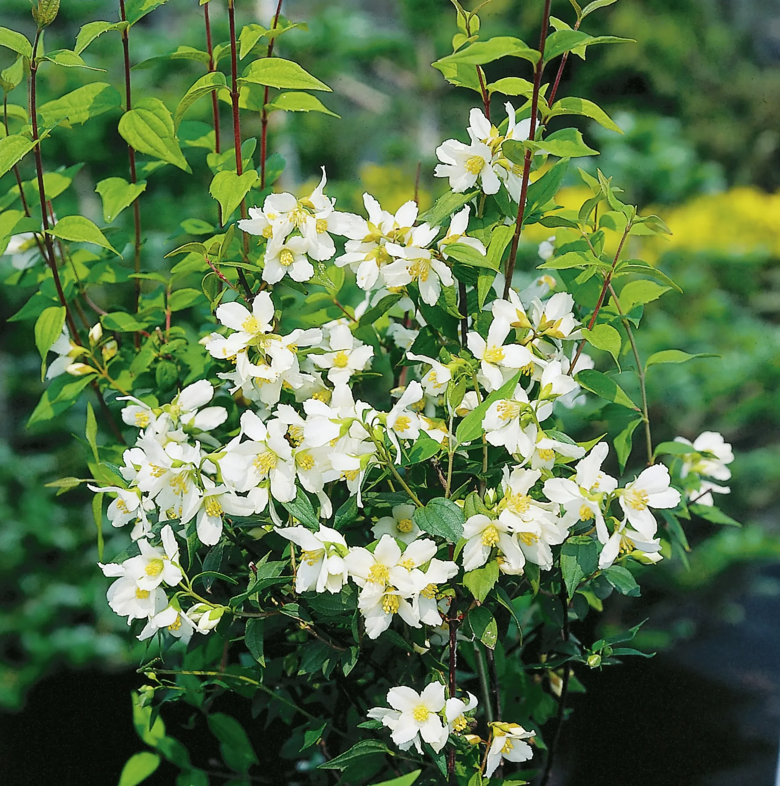 Smultronschersmin 'Mont Blanc' Goliath Barrotad