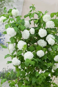 Snöbollsbuske 'Roseum' Krukodlad