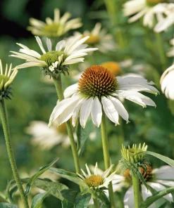 Solhatt 'Alba'