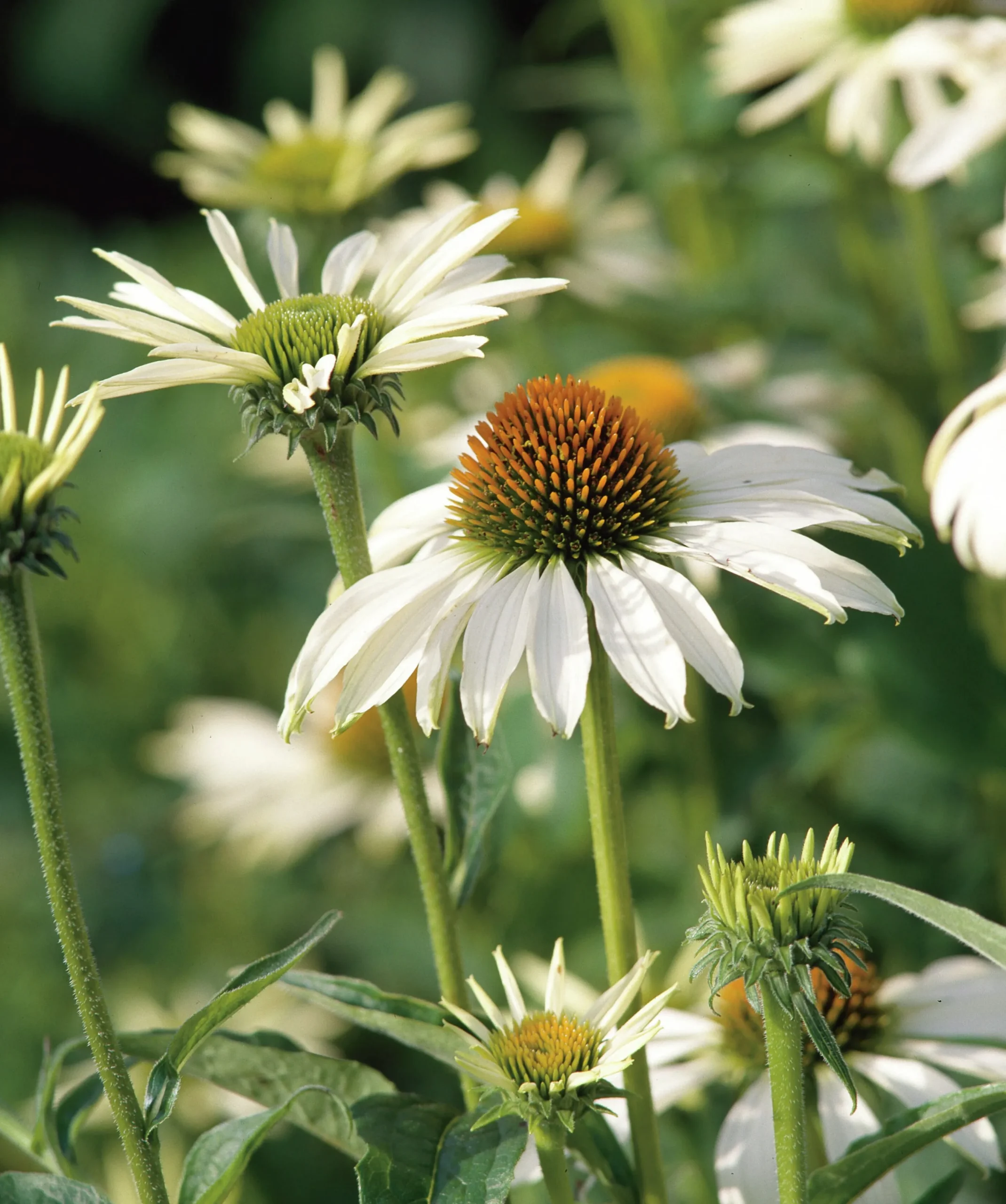 Solhatt 'Alba' 2L