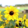 Solros lat. Helianthus annuus