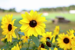 Solros lat. Helianthus annuus