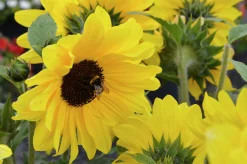 Solros lat. Helianthus annuus
