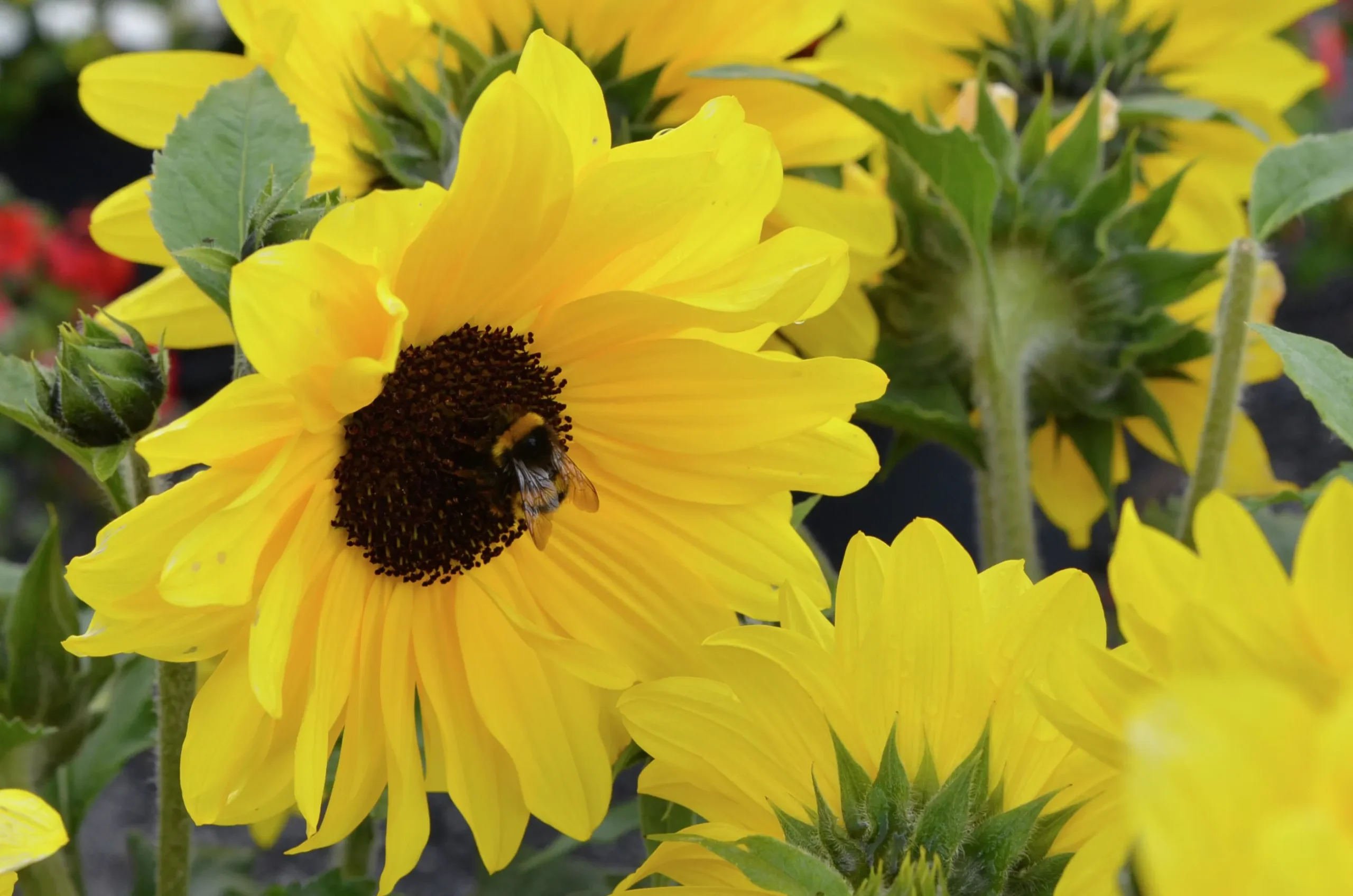 Solros lat. Helianthus annuus