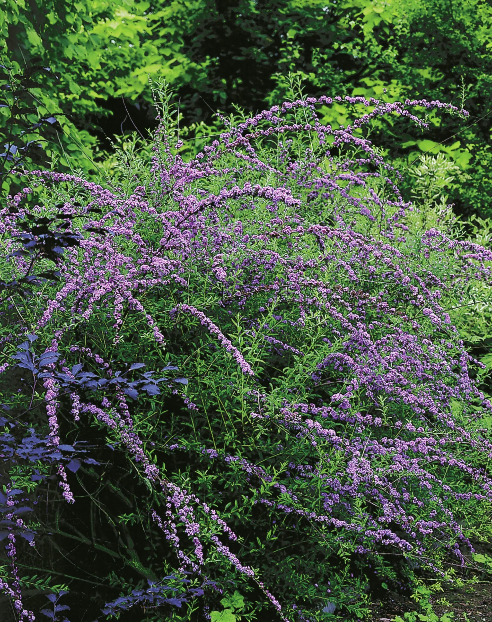 Sommarbuddleja Krukodlad