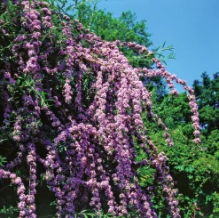 Sommarbuddleja Krukodlad