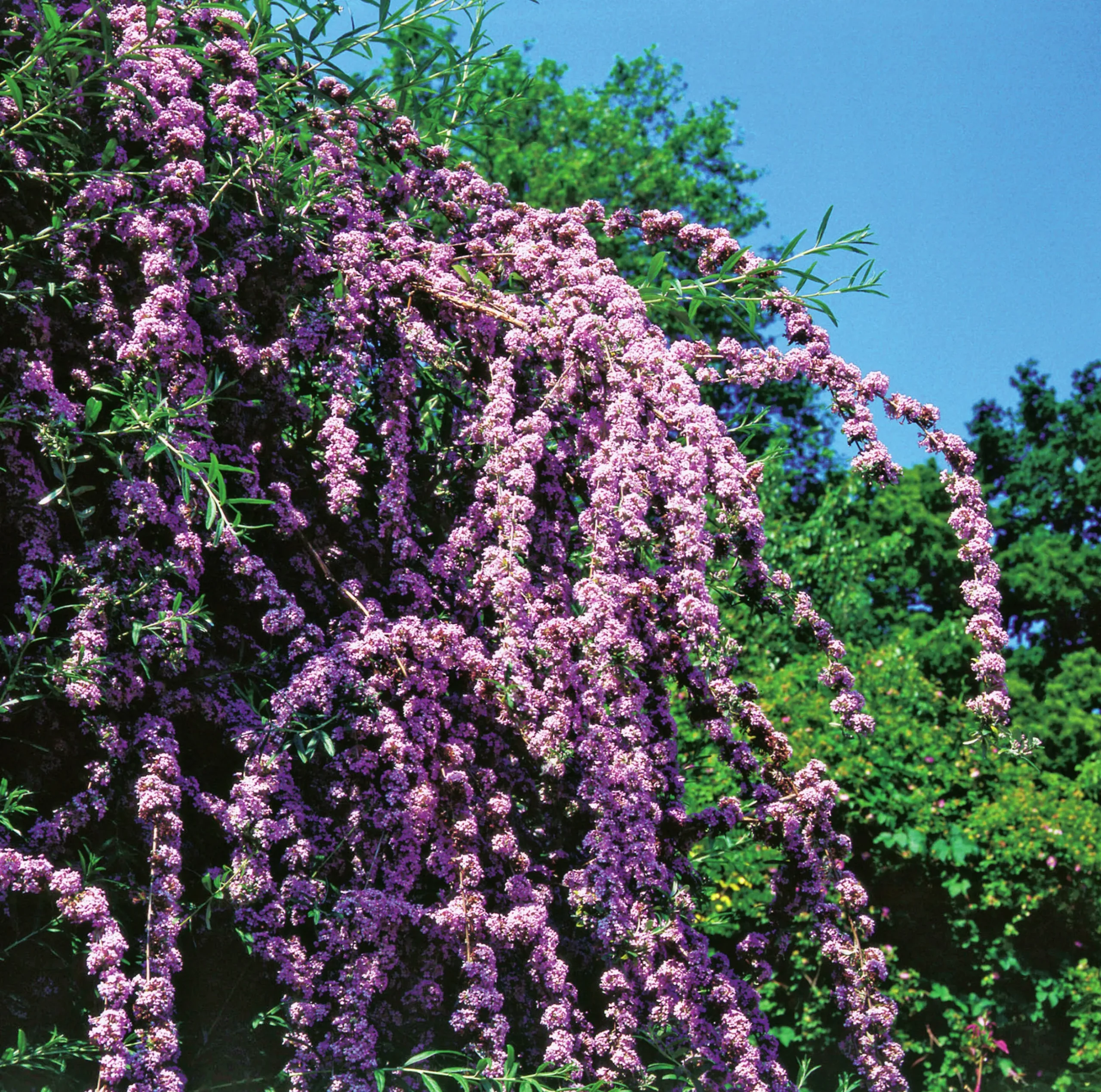 Sommarbuddleja Krukodlad