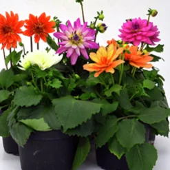 Sommardahlia lat. Dahlia x pinnata MaxiMix