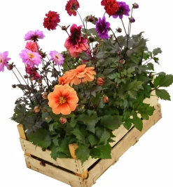 Sommardahlia lat. Dahlia x pinnata MaxiMix