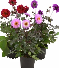 Sommardahlia lat. Dahlia x pinnata MaxiMix