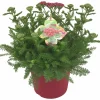 Sommarväxter i 19cm kruka