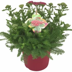 Sommarväxter i 19cm kruka