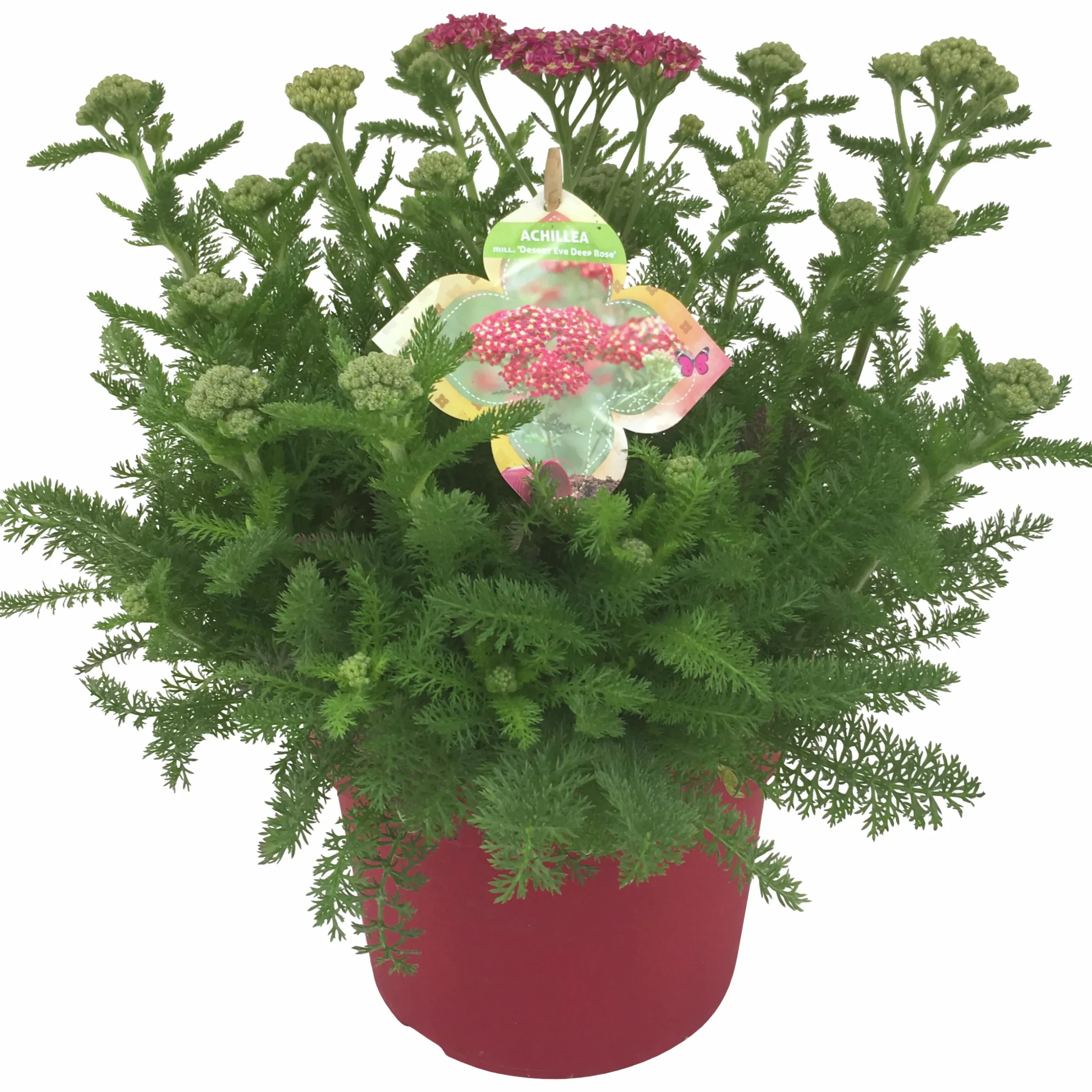 Sommarväxter i 19cm kruka