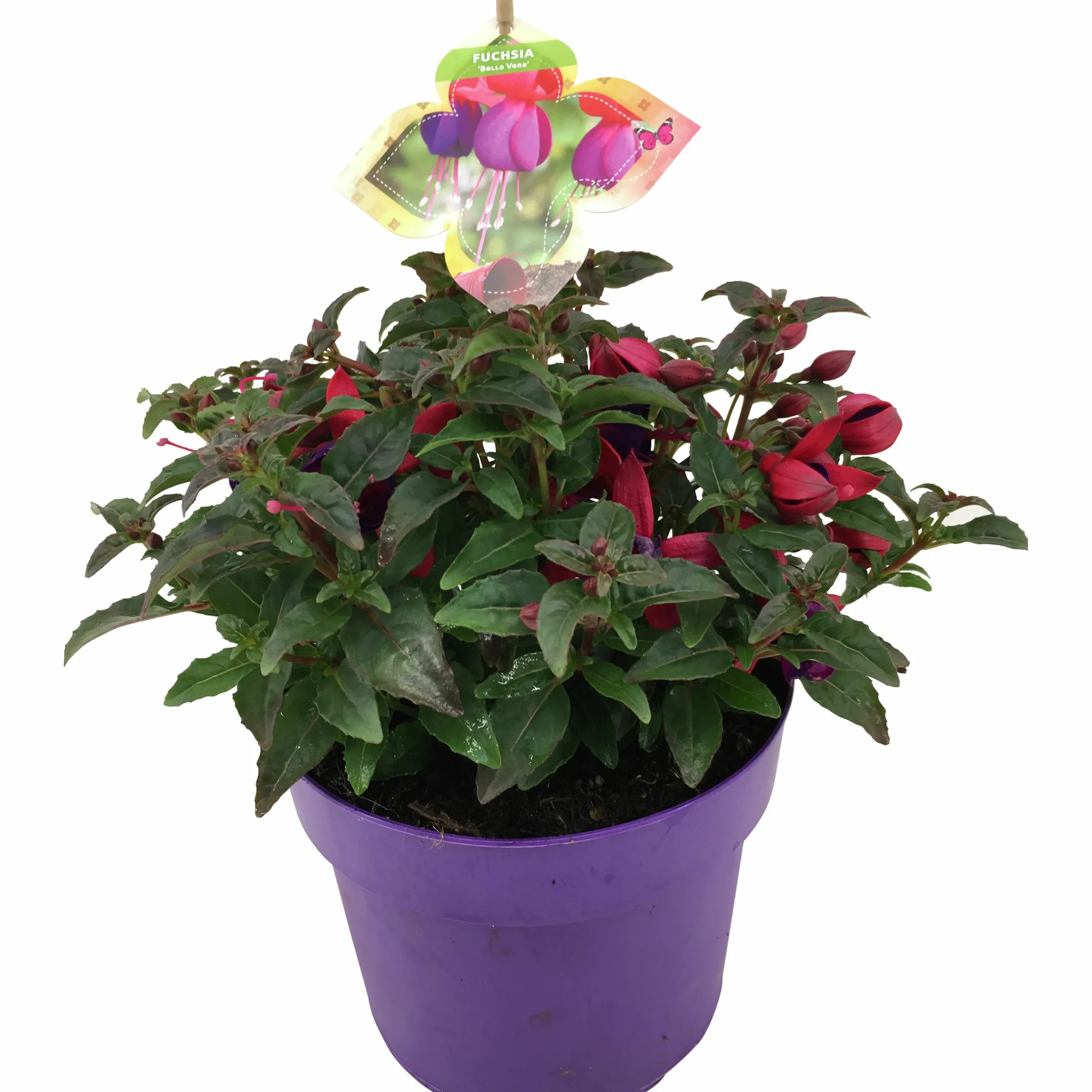 Sommarväxter i 19cm kruka