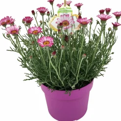 Sommarväxter i 19cm kruka
