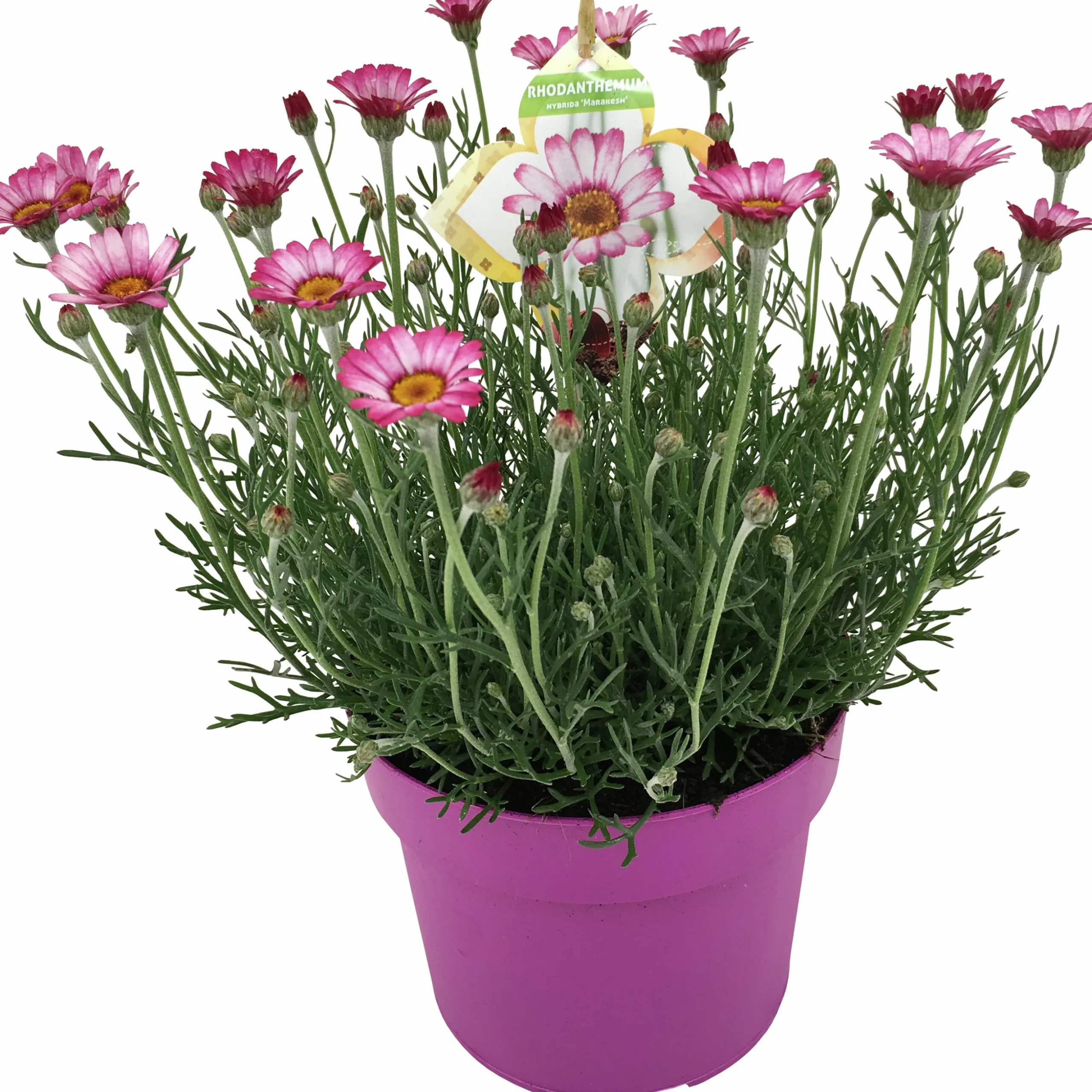 Sommarväxter i 19cm kruka