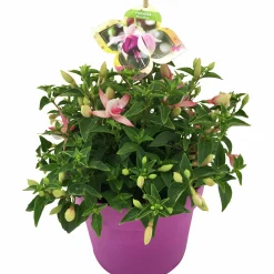 Sommarväxter i 19cm kruka
