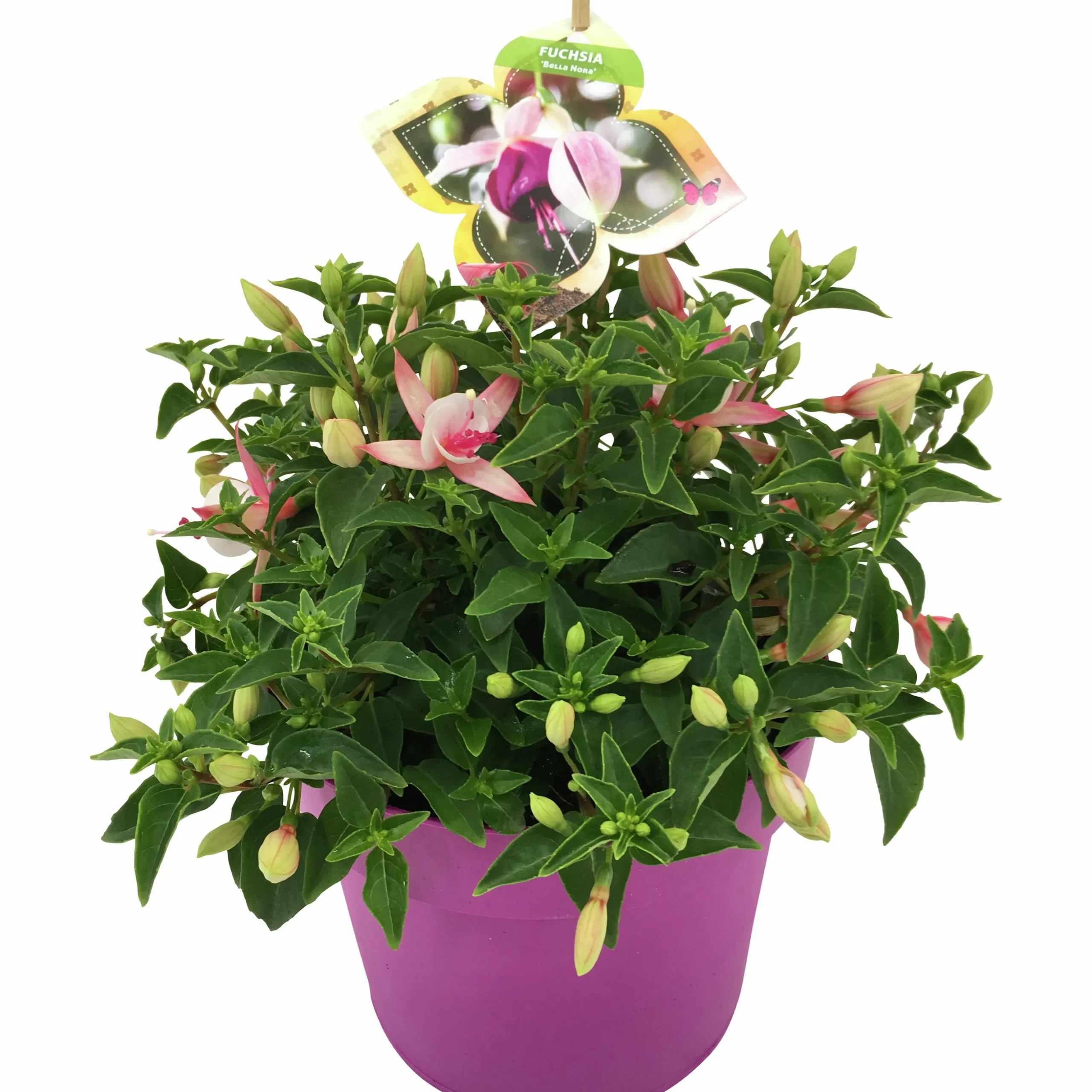 Sommarväxter i 19cm kruka