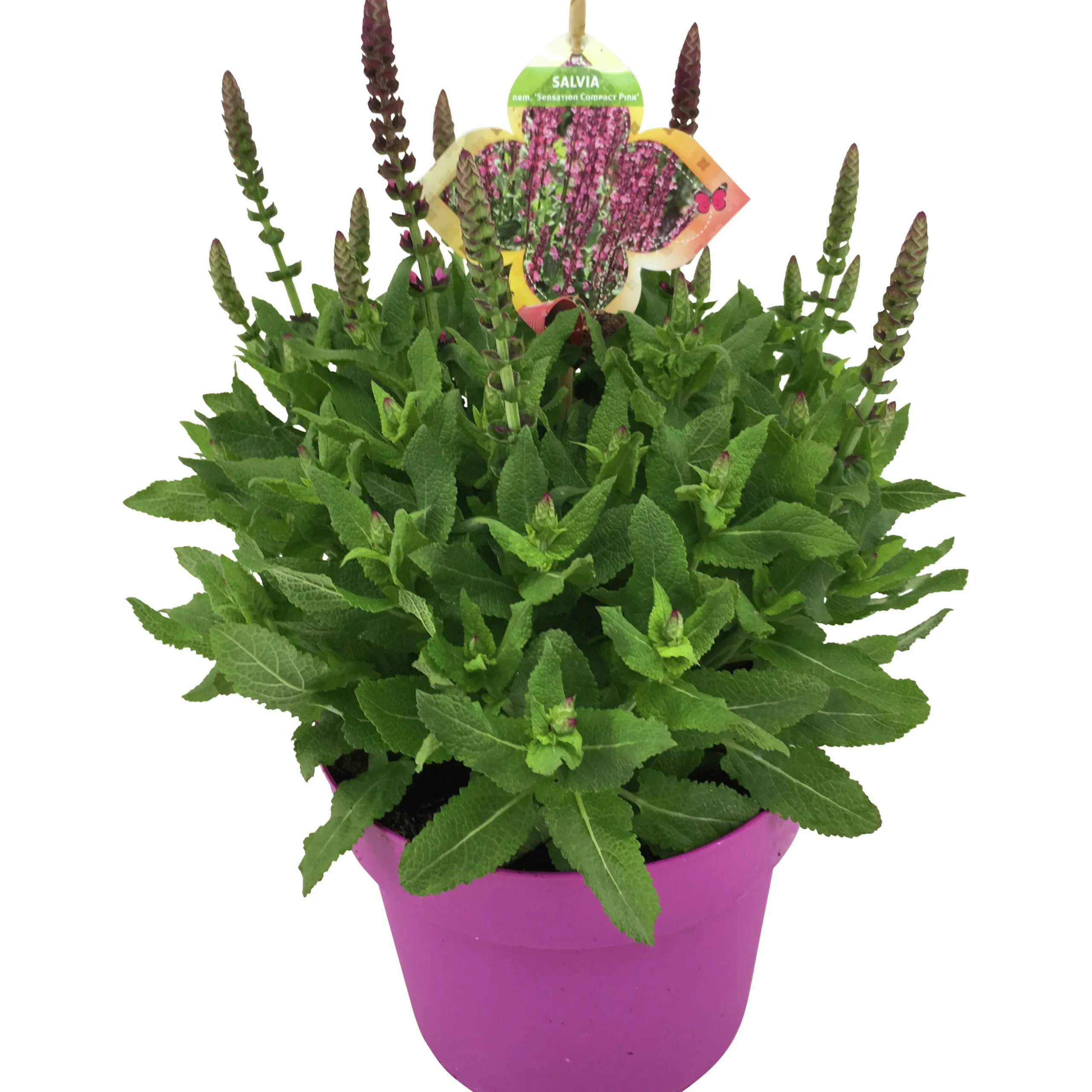 Sommarväxter i 19cm kruka