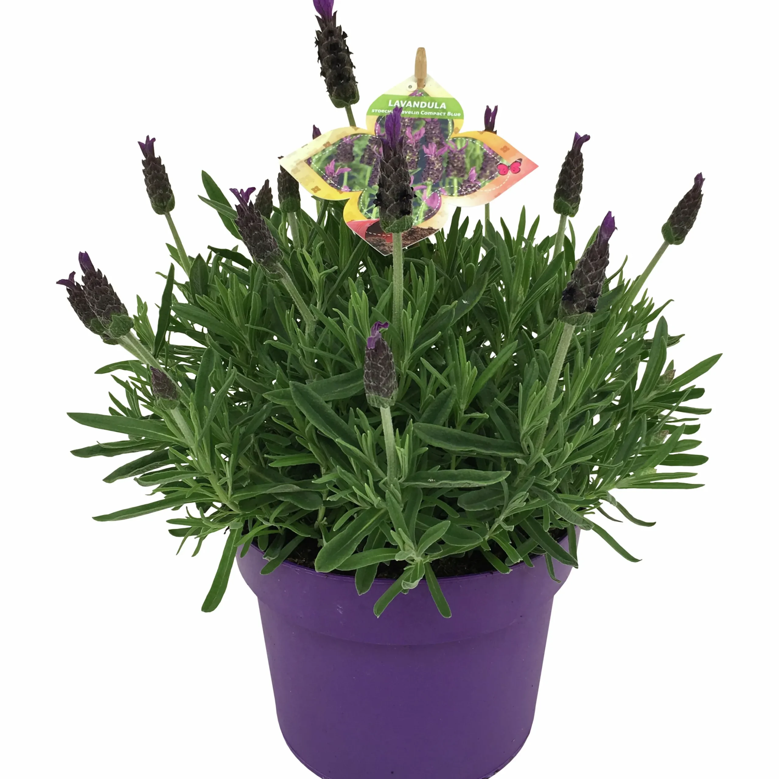 Sommarväxter i 19cm kruka