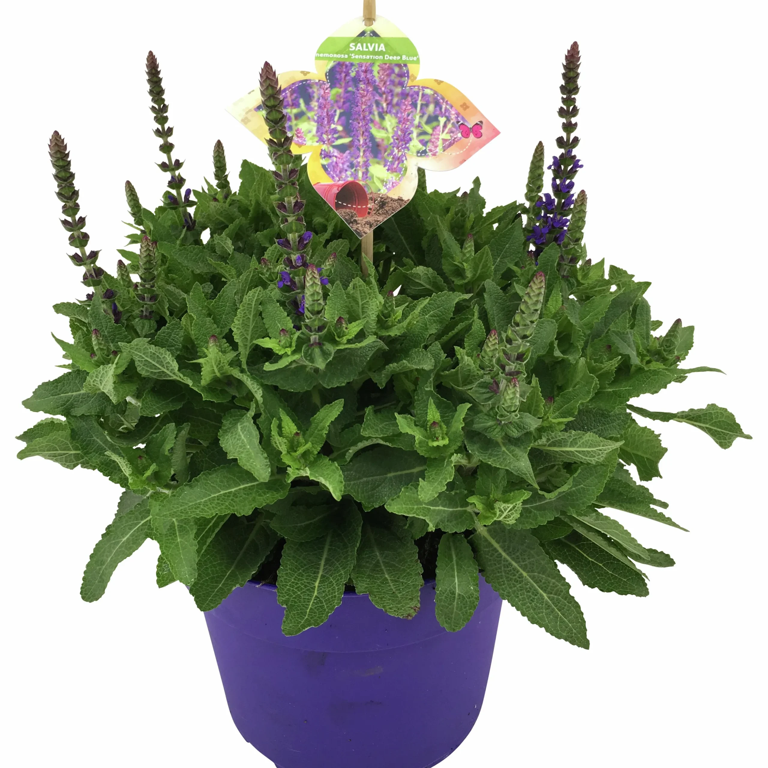 Sommarväxter i 19cm kruka