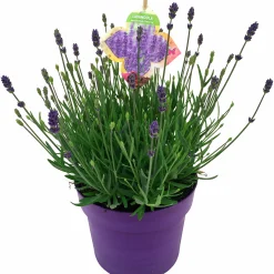 Sommarväxter i 19cm kruka