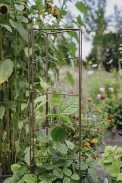 Spaljétorn Nelson Garden för tomater 23+25+23cmx140cm