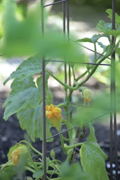 Spaljétorn Nelson Garden för tomater 23+25+23cmx140cm