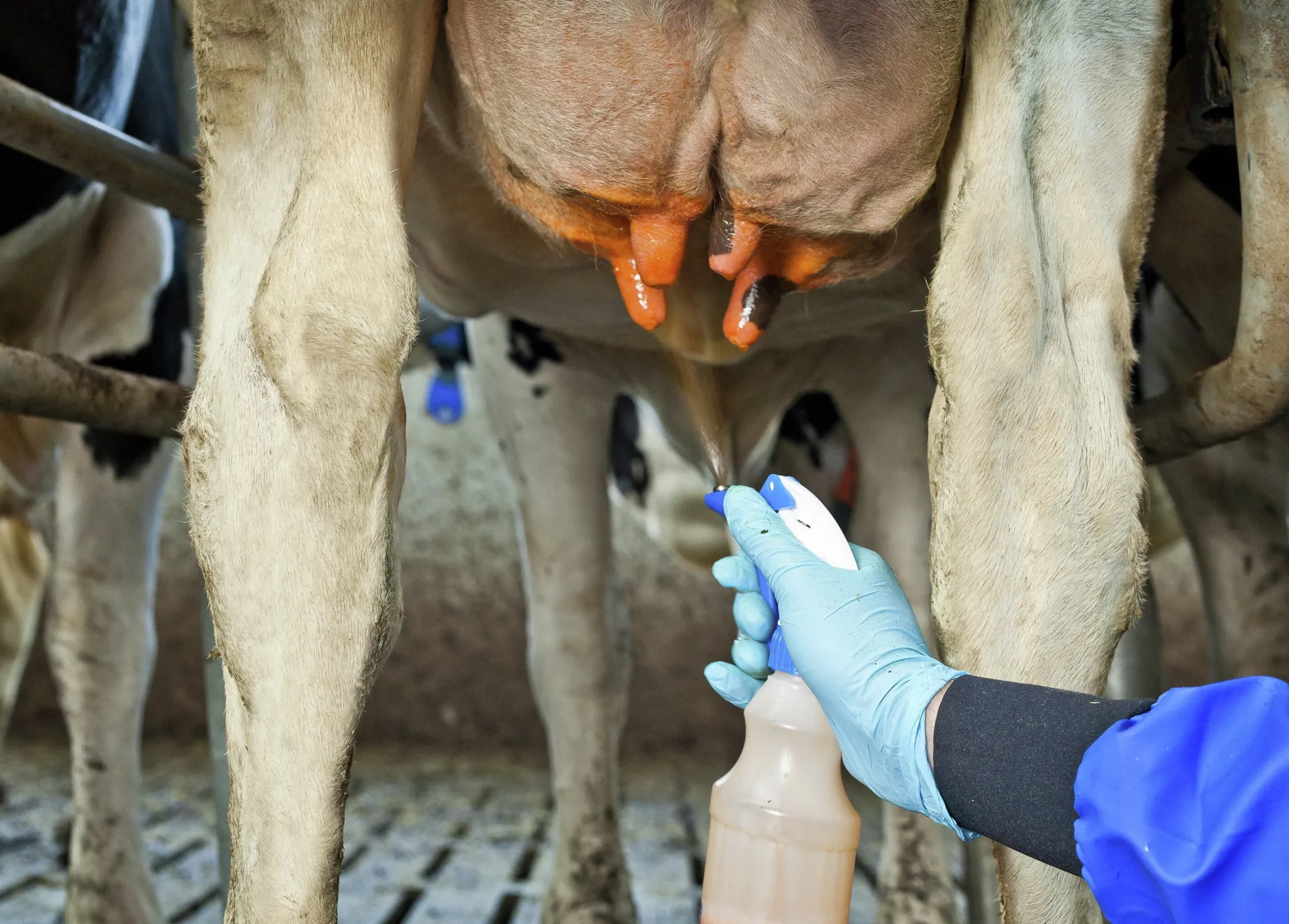 Spendopp DeLaval Prima Plus 20L