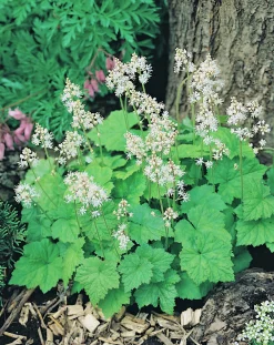 Spetsmössa 'Moorgrun'