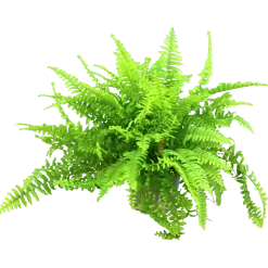Spjutbräken lat. Nephrolepis exaltata 'Bostoniensis' i 12cm kruka