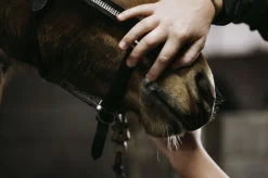 Sårgel Fair Horse Care 150ml