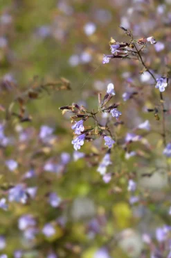 Stenkyndel 'Blue Cloud'