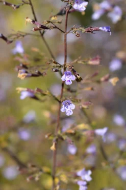 Stenkyndel 'Blue Cloud'