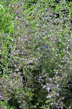 Stenkyndel 'Blue Cloud'