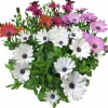 Stjärnöga lat. Osteospermum ecklonis