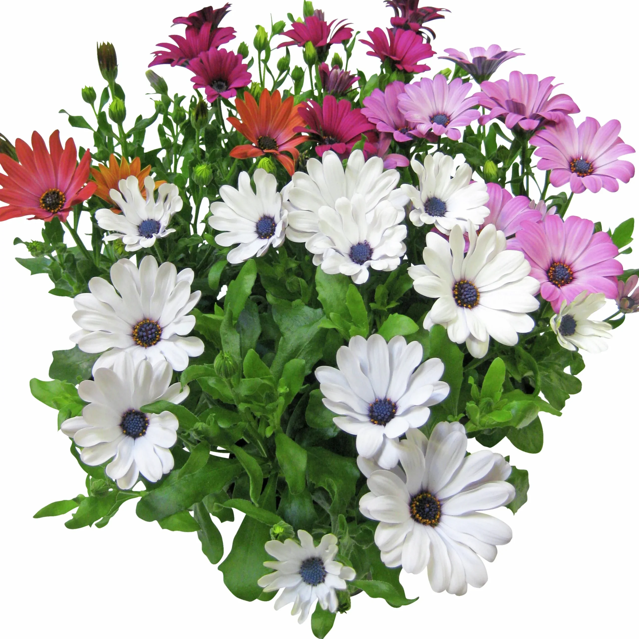 Stjärnöga lat. Osteospermum ecklonis