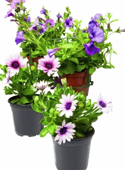 Stjärnöga lat. Osteospermum ecklonis